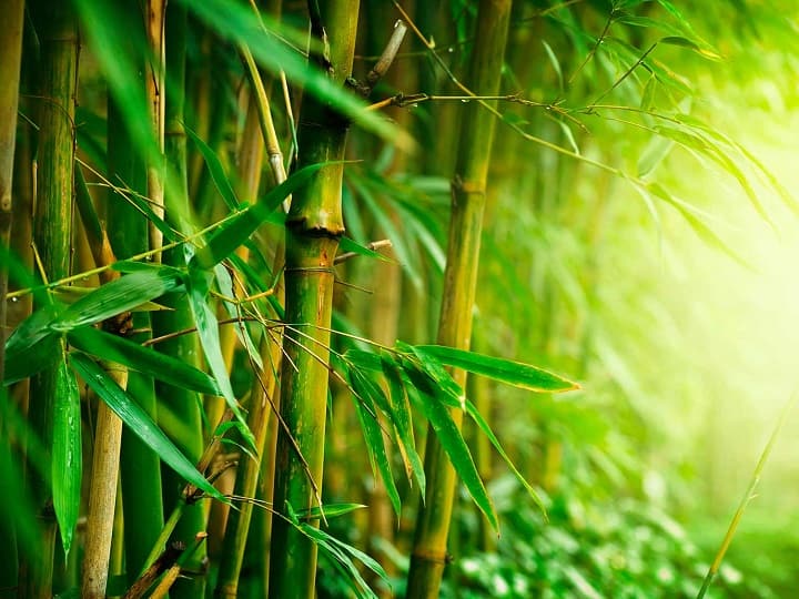 sangli news bamboo plantation increase in kolhapur satara solapur agriculture marathi news Bamboo : बांबू वाचवतोय पर्यावरणाचे प्राण... सांगलीनंतर सहा जिल्ह्यात बांबू लागवड जोरात