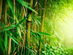 इस जबरदस्त तकनीक से आपके खेत भी उगलने लगेंगे 'हरा सोना', आधा खर्च सरकार उठाएगी