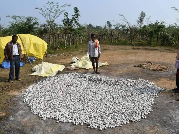 Bastar News: बस्तर में कोसा से तैयार प्रोडक्ट के दामों में बेतहाशा वृद्धि, कीमतों पर वन विभाग ने दी ये सफाई Bastar Wild increase in prices of products from Cotton Fabrics in Kosa thread Bastar Forest Department clarification ANN Bastar News: बस्तर में कोसा से तैयार प्रोडक्ट के दामों में बेतहाशा वृद्धि, कीमतों पर वन विभाग ने दी ये सफाई