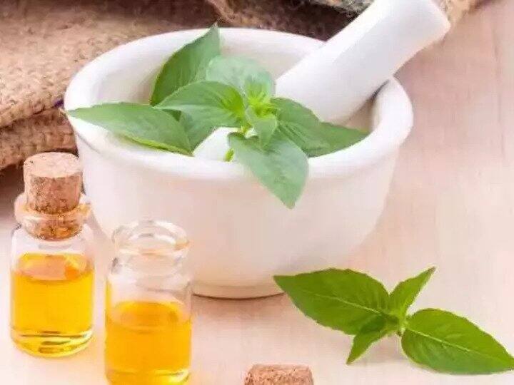 तुलसी का तेल बालों की इन 6 समस्या में कर सकता है कमाल, एक बार जरूर आजमाएं तुलसी का तेल बालों की इन 6 समस्या में कर सकता है कमाल, एक बार जरूर आजमाएं