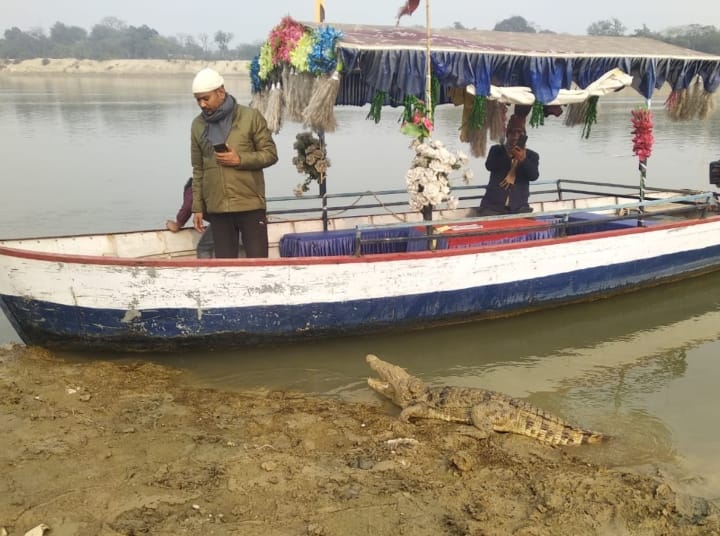 Gorakhpur crocodile found on the banks of Rapti river scratching the dead bodies ann Gorakhpur News: गोरखपुर में राप्ती नदी के किनारे शवों को नोंचते मिला मगरमच्छ, वन विभाग की टीम ने किया रेस्क्यू