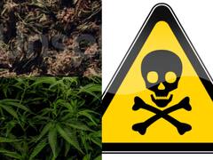 Cannabis Side Effects : கஞ்சாவிற்கு தடை விதித்ததற்கு இதுதான் காரணமா?