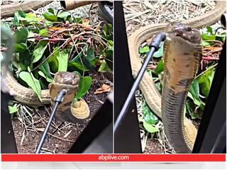 Video: विशालकाय किंग कोबरा को पानी पिलाते नजर आया शख्स, यूजर्स बोले- जिंदा है इंसानियत