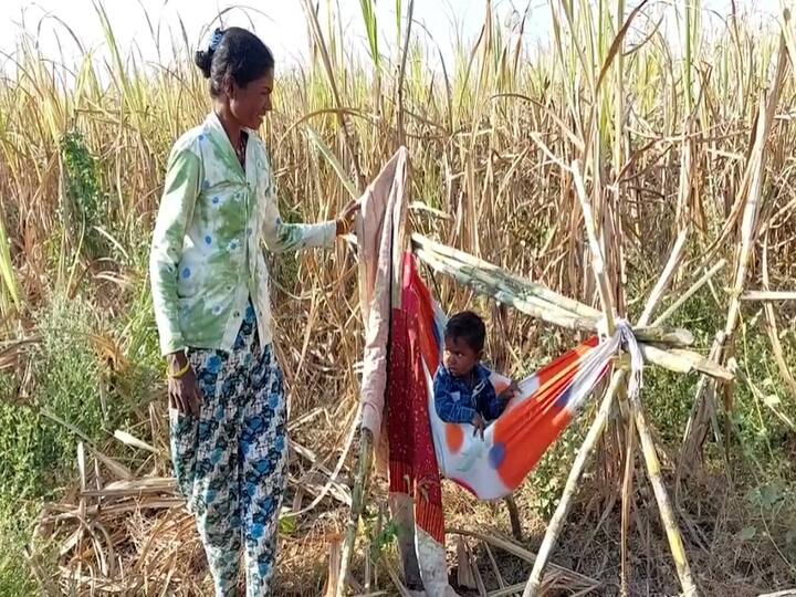 Ahmadnagar News in Marathi:  अहमदनगरमध्ये गर्भवती ऊसतोड मजूर, राष्ट्रीय मानवाधिकार आयोगानं राज्य सरकारला विचारला जाब