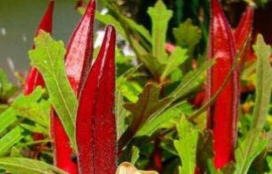 आता लाल भेंडीचीही शेती, ग्राहकांची मोठी मागणी