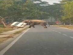 हाथी ने सड़क से गुजरती गाड़ी का किया बुरा हाल, आप भी देखिए गजराज के गुस्से का ये Video
