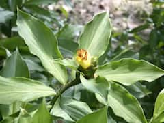 डायबिटीज के मरीज हैं तो इंसुलिन के पौधे के बारे में आपको जरूर जानना चाहिए