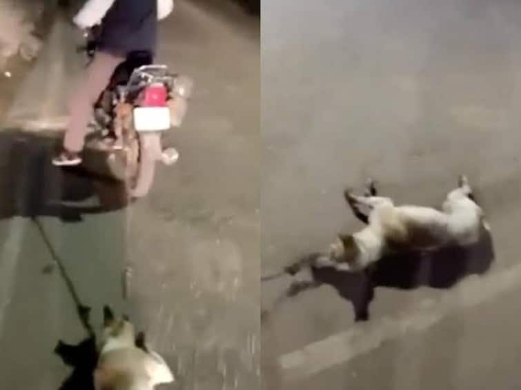 Man drags pet dog for 1 km from his motorbike in Bihar Gaya video uploaded on social media Shocking Video :  வளர்ப்பு நாயை வண்டியில்; கட்டி தர தரவென இழுத்து சென்ற நபர்… வெளியான அதிர்ச்சி வீடியோ!