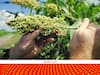 Millets 2023: इम्यूनिटी बढ़ाने वाले इस मिलेट में नई बीमारी की हुई पहचान, इलाज ढूंढने में लगे साइंटिस्ट