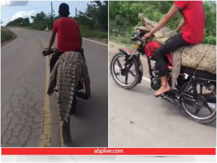 man is seen carrying a whole crocodile on his bike video goes viral Viral Video: मगरमच्छ को बाइक पर बांधकर ले जाते नजर आया शख्स, यूजर्स बोले- खतरों का खिलाड़ी