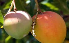 Photo : बदलत्या हवामानाचा हापूस आंब्याला फटका