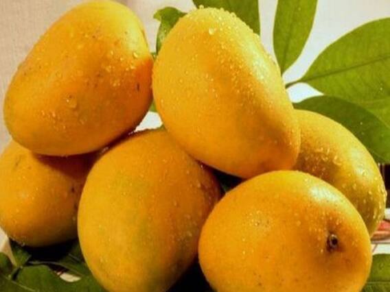 आंब्याच्या 10 टक्के झाडांनांच मोहर, हवामान बदलाचा फटका