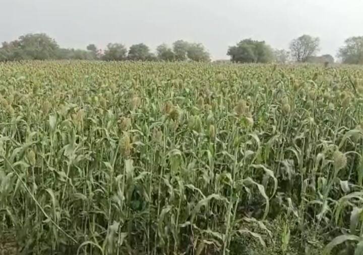 यावर्षी ज्वारी उत्पादक शेतकरी चिंतेत आहेत. कारण हवामान बदलामुळं ज्वारीवर विविध रोगांचा प्रादुर्भाव झाला आहे.