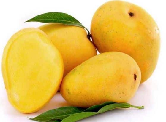 फेब्रुवारीच्या पहिल्या आठवड्यात हापूसची अपेक्षित मोहोर प्रक्रिया न झाल्यास कामगारांना त्यांचा त्या दिवसापर्यंतचा हिशोब देऊन घरी पाठवलं जाणार आहे.