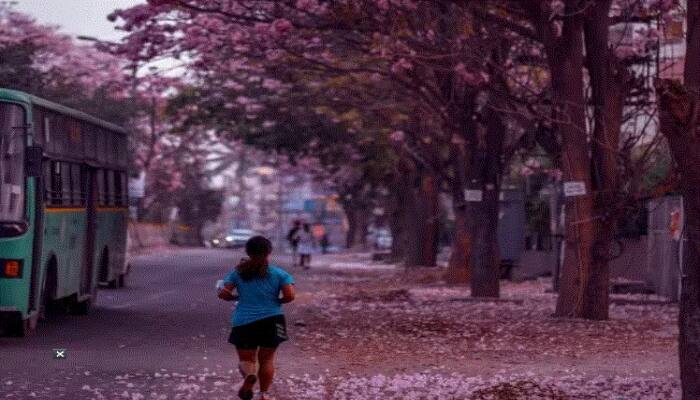 Cherry Blossom Season Photos : ਇਕ ਵਾਰ ਫਿਰ ਬੰਗਲੁਰੂ ਦੀਆਂ ਸੜਕਾਂ ਗੁਲਾਬੀ ਫੁੱਲਾਂ ਨਾਲ ਭਰ ਗਈਆਂ ਹਨ। ਇੱਥੇ ਚੈਰੀ ਬਲੌਸਮ ਦਾ ਸੀਜਨ ਆ ਗਿਆ ਹੈ।