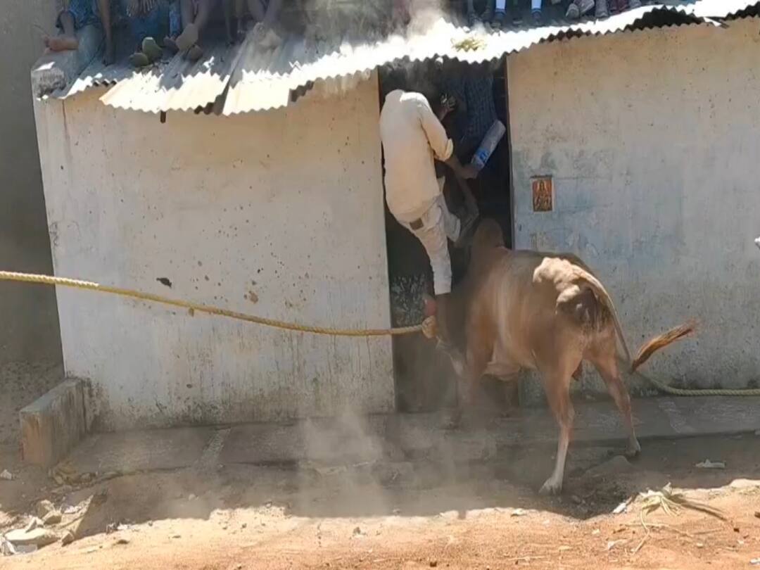 vandhavasi old woman was killed by a cow in a bull letting ceremony held in violation of the ban TNN Crime: தடையை மீறி காளைவிடும் விழாவில் மாடு முட்டி மூதாட்டி உயிரிழந்த பரிதாபம்