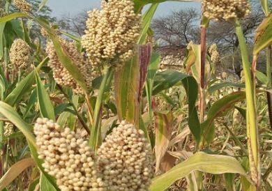 ज्वारीच्या पिकावर  चिकटा, मावा, लष्करी अळीचा प्रादुर्भाव झाल्यामुळं शेतकरी संकटात सापडला आहे.