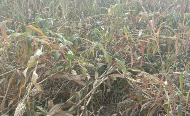 एकीकडे बदलत्या हवामानाचा ज्वारी पिकावर परिणाम होत असतानाच दुसरीकडे खर्डा परिसरात रानडुकरांचा उपद्रव वाढताना दिसत आहे. डुकरांनी ज्वारी पिकाची मोठ्या प्रमाणात नासाडी केली आहे.