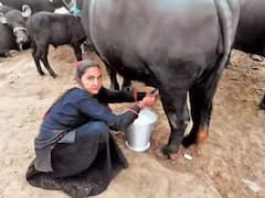 63 साल की महिला ने इस खास तरीके से किया दूध का बिजनेस, अब इनकम हो रही एक करोड़ से भी ज्यादा