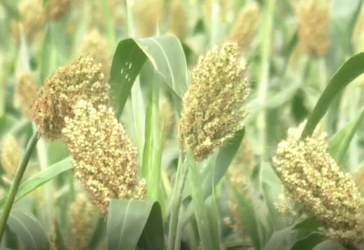 यावर्षी ज्वारी उत्पादक शेतकरी चिंतेत आहेत. कारण हवामान बदलामुळं ज्वारीवर विविध रोगांचा प्रादुर्भाव झाला आहे.  ज्वारीचं पीक हुरड्यात आलेलं असताना चिकटा, मावा, लष्करी अळीचा प्रादुर्भाव झाला आहे.