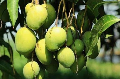 आजतागायत केवळ 10 टक्के आंब्याच्या झाडांवरती मोहर आला आहे. त्यामुळं यंदा हापूस आंब्याचं अर्थचक्र बिघडण्याची शक्यता वर्तवण्यात येत आहे.