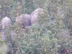 In Pics: अंबिकापुर शहर के नजदीक हाथी पहुंचने से मचा हड़कंप, वन विभाग ड्रोन कैमरे से रख रही नजर