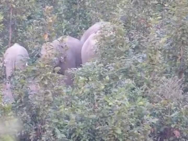 दरअसल, 19 जनवरी की तड़के सुबह अंबिकापुर शहर के लगे खैरबार गांव से लगे नर्सरी में दल से बिछड़ा एक हाथी घुस आया. वहीं हाथी ने नर्सरी तक पहुंचने के दौरान शहर के कुछ इलाकों में दीवार तोड़कर नुकसान भी पहुंचाया, जिसकी वजह से शहर के आसपास के लोगों में डर का माहौल बना हुआ है. वहीं वन विभाग के आला अधिकारी मौके पर मौजूद हैं. वन विभाग द्वारा शाम होने का इंतजार किया जा रहा है. शाम होते ही हाथी को रहवासी क्षेत्र से जंगल की ओर खदेड़ने की कवायद की जाएगी.