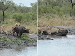 भैंस पर एक साथ टूट पड़ीं 6 शेरनियां, चीखता-चिल्लाता रहा बेचारा, रोंगटे खड़े कर देगा ये Video