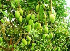 Photo : बदलत्या हवामानाचा हापूस आंब्याला फटका