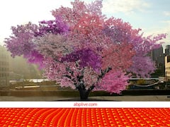 इस एक ही पेड़ पर लगते हैं 40 तरह के फल! लाखों में है इसकी कीमत