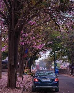 Cherry Blossom Season Photos: गुलाबी फूलों से सजीं बेंगलुरु की सड़कें, तस्वीरें देखकर आप भी कहेंगे 'WOW'