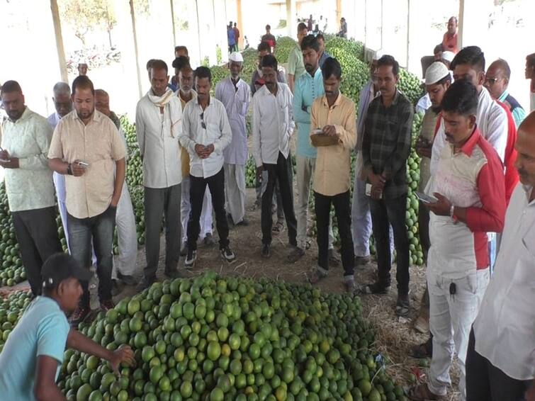 maharashtra News Jalna News Sweet Lime Rates Jalna  sweet lemon Gold Rates in marathwada Price of 26 to 28 thousand per ton जालन्यातील मोसंबीला सोन्याचे दर, टनाला 26 ते 28 हजारांचा भाव, शेतकरी आनंदला