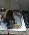 Monkey Viral Video: ਇਹ ਬਾਂਦਰ ਭਾਂਡੇ ਚਮਕਾਉਣ ‘ਚ ਹੈ ਮਾਹਿਰ, ਮਿੰਟਾਂ ‘ਚ ਹੀ ਸਾਫ਼ ਕਰ ਦਿੰਦੈ ਬਰਤਨ... ਵੇਖੋ ਵੀਡੀਓ