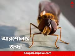 সবজান্তা পড়শি বা প্রাক্তন প্রেমিক, মনে জ্বালা মেটাবে আরশোলা!