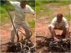 दर्जनों सांपों से भरा बैग लेकर जंगल पहुंचा आदमी और करने लगा ये काम... यूजर्स हैरान