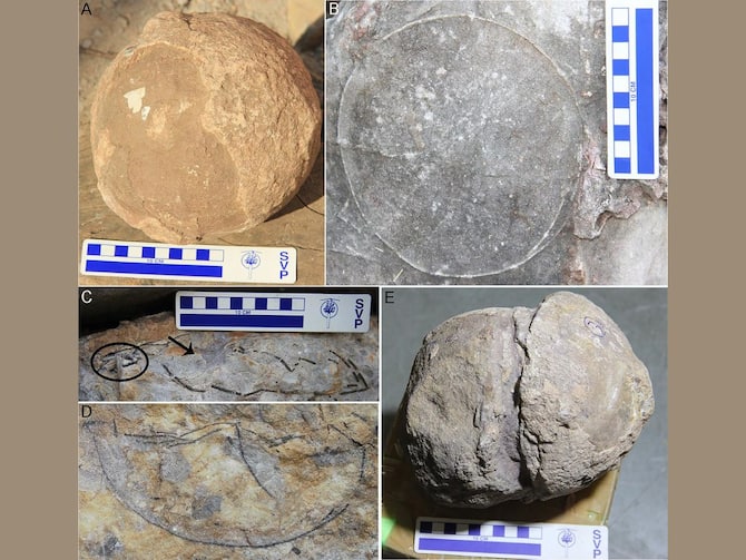 Madhya Pradesh Narmada Valley Researchers Find 92 Dinosaur Nesting Sites 256  Fossil Eggs Of Giant Titanosaurs India Largest Dinosaurs