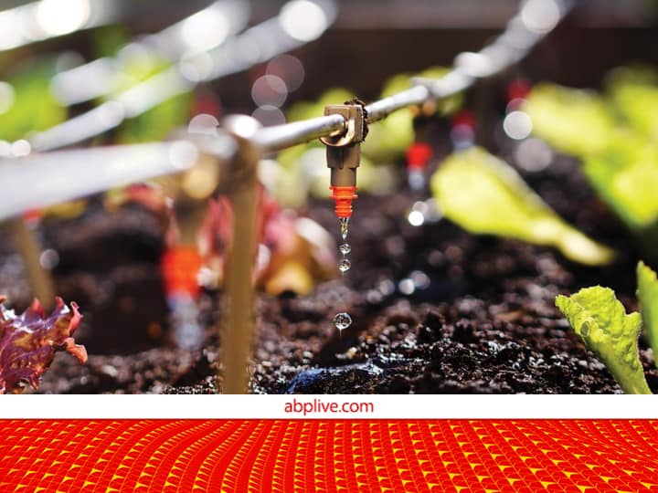 Bihar govt Provide 90 percent Subsidy to Adopt drip irrigation