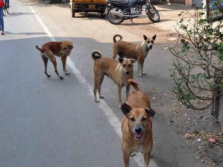 Bihar News Patna Municipal Corporation made plan regarding stray dog will not be seen in city Patna News: पटना में अब नहीं दिखेंगे आवारा कुत्ते, जानिए नगर निगम को ऐसा क्यों बनना पड़ा प्लान