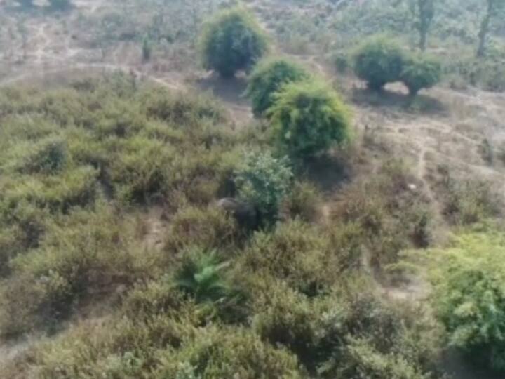 डीएफओ पंकज कमल ने कहा कि हमारा अगला कदम है कि हाथी को शांति से जंगल की ओर ड्राइव कर दें और लोगों को भी अपील कर रहे हैं कि हाथी को पास से देखने नहीं जाएं. डीएफओ ने आगे बताया कि हाथी के मूवमेंट को ड्रोन के माध्यम से ट्रैक कर रहे हैं, अभी वो शांत बैठा हुआ है. अभी शाम के वक्त मूवमेंट करेगा तो उसे शहर के आसपास इलाके से एग्जिट करने का प्रयास किया जाएगा. इसके लिए हमारी टीम लगी हुई है.