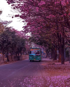 Cherry Blossom Season Photos: गुलाबी फूलों से सजीं बेंगलुरु की सड़कें, तस्वीरें देखकर आप भी कहेंगे 'WOW'