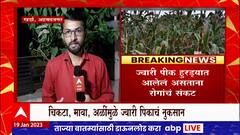 Ahmednagar Jawari Crop Issue : ज्वारीच्या पिकावर रोगांचं संकट, अहमदनगरच्या शेतकऱ्यांची चिंता वाढली