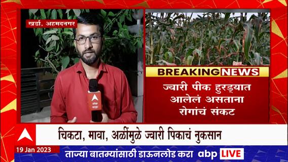 Ahmednagar Jawari Crop Issue : ज्वारीच्या पिकावर रोगांचं संकट, अहमदनगरच्या शेतकऱ्यांची चिंता वाढली