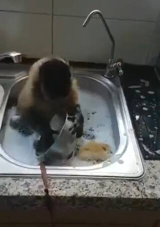 Monkey Viral Video: बर्तन चमकाने में एक्सपर्ट है ये बंदर, मिनटों में ही साफ करता है बर्तन... वीडियो देख लीजिए