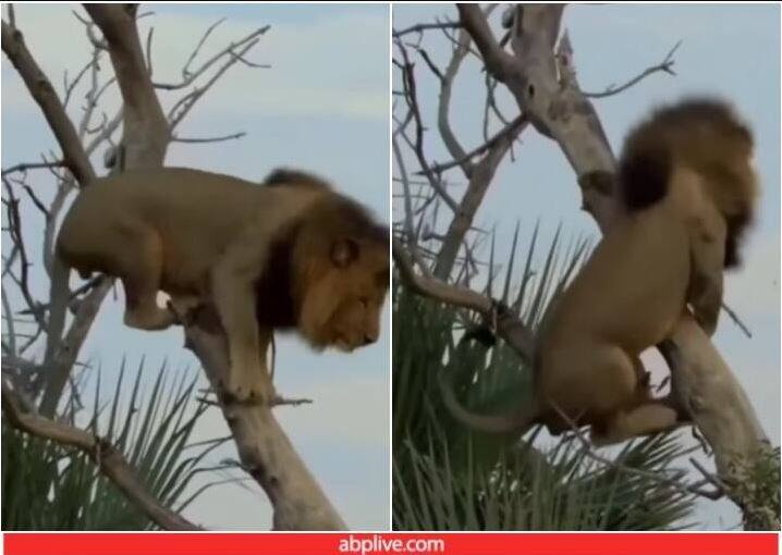 king of jungle fell down from tree Video goes viral on social media Video Video: ਦਰੱਖਤ 'ਤੇ ਚੜ੍ਹ ਤਾਂ ਗਿਆ ਪਰ ਉਤਰਣ ਵੇਲੇ ਸ਼ੇਰ ਨੂੰ ਆਈਆਂ ਤਰੇਲੀਆਂ, ਜ਼ਮੀਨ 'ਤੇ ਡਿੱਗਿਆ  