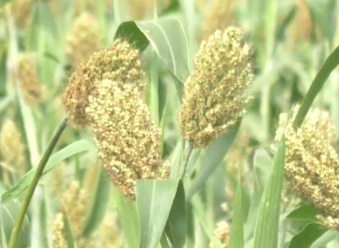 जामखेड येथील खर्डा परिसराची ज्वारीचं माहेरघर अशी ओळख आहे. या ठिकाणी मोठ्या प्रमाणावर ज्वारीचं उत्पादन घेतलं जातं.