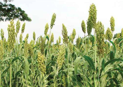 अहमदनगरच्या जामखेड येथील खर्डा परिसराची ज्वारीचं माहेरघर अशी ओळख आहे. या ठिकाणी मोठ्या प्रमाणावर ज्वारीचं उत्पादन घेतलं जातं.