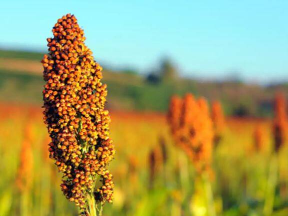 बदलत्या हवामानाचा शेती पिकांवर (Agriculture Crop) मोठा परिणाम होत असल्याचं चित्र दिसत आहे. त्यामुळं शेतकरी चिंतेत आहेत.  ज्वारी पिकावर देखील परिणाम झाला आहे.