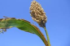 Photo : बदलत्या हवामानाचा 'ज्वारी'ला फटका