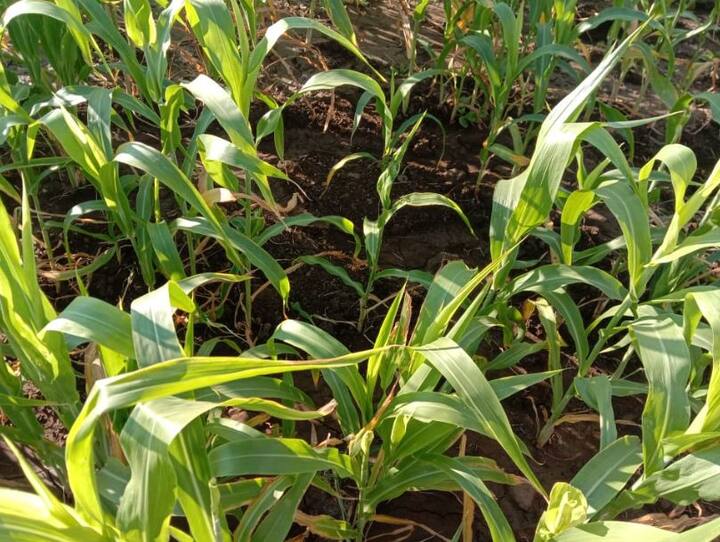 अनेक ठिकणी ज्वारीचं पीक खाली पडलं आहे. याचा परिणाम कडब्यावर होणार आहे. त्यामुळं यावर्षी ज्वारीच्या उत्पादनात घट होण्याची शक्यता वर्तवली जात आहे