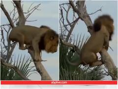 पेड़ पर चढ़ने के बाद उतरने में छूटे जंगल के राजा के पसीने, जमीन पर धड़ाम से गिरा शेर